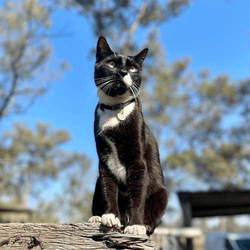 black and white cat called buster at farm stay