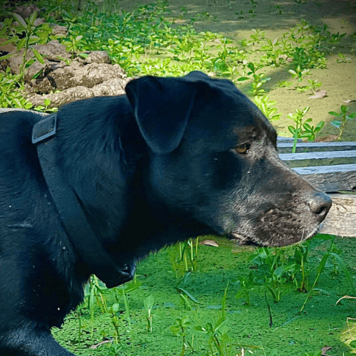 marley a dog on farm where you can host workshops near atkinsons dam