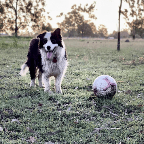 Noecey Noodles a happy dog with ball at farmstay in lockyer valley