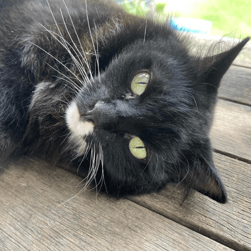 long haired black and white cat named romeo who lives at farm in lockyer valley that offers content creation venue