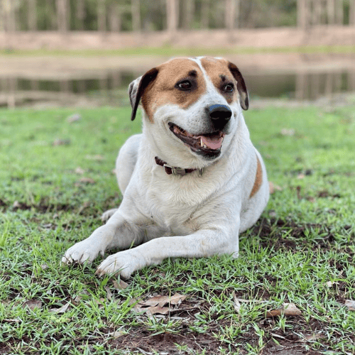 roxy a dog laying down at  our countryside retreat in churchable