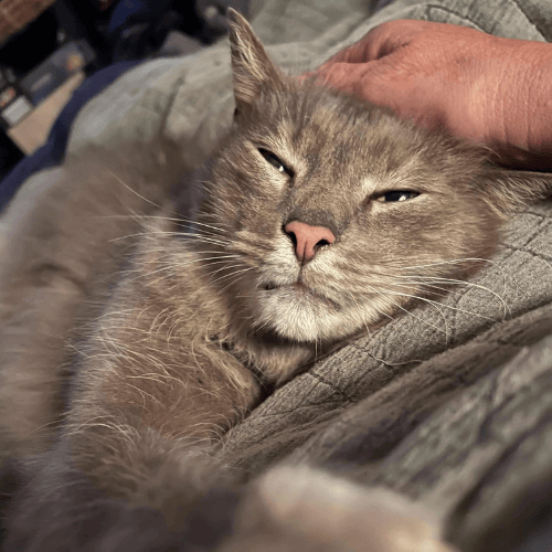 smokie mokie a grey cat being pat by a hand