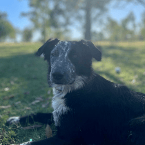 Black rescued puppy, named velvet, laying on grass at farm venue hire