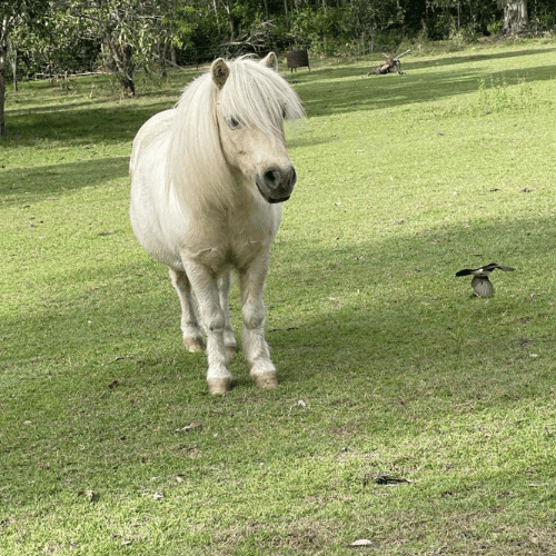 Aiko a white pony standing in grassy field at farm with venue hire