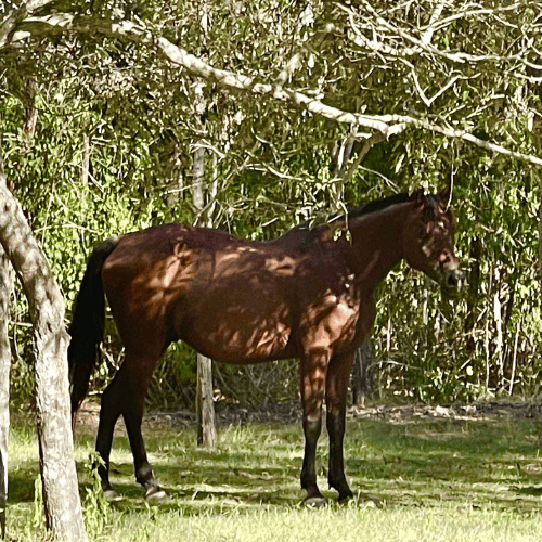Arriron a brown arabian horse standing amongst trees at farm stay near ipswich