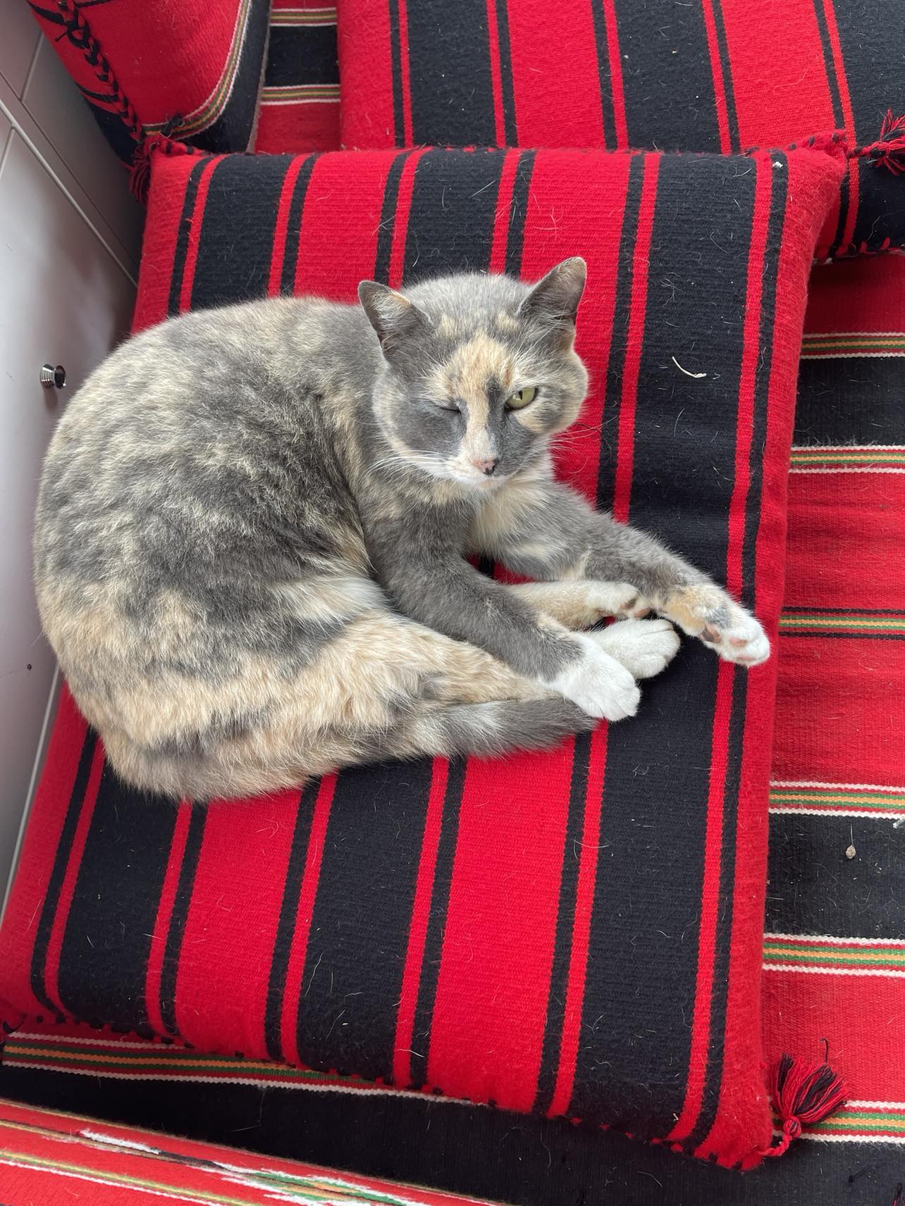 Biddy a multicoloured cat on red and black cushions