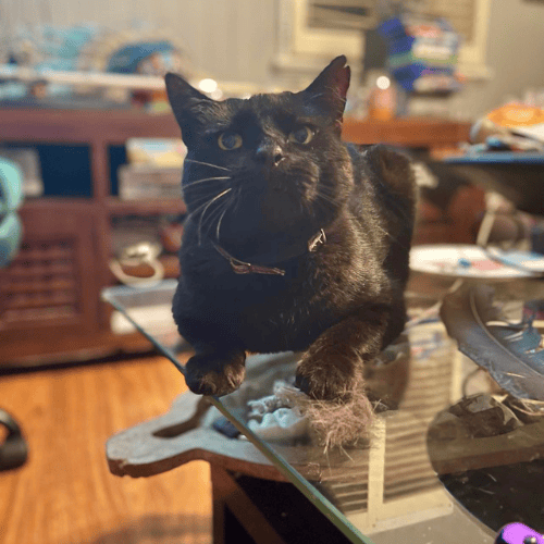 BoiBoi a cat sitting on table who you can meet at farm retreat in churchable