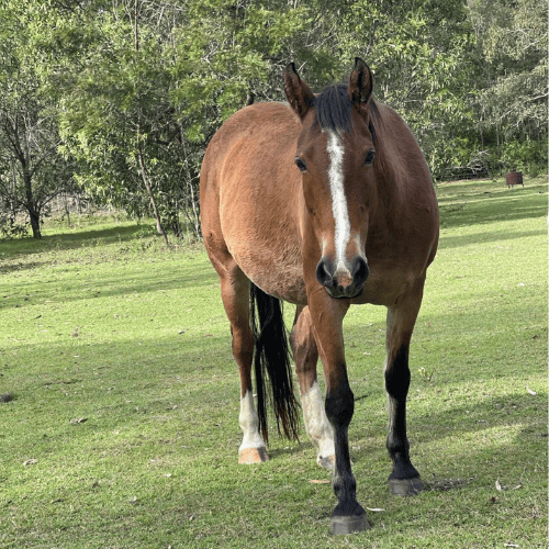 Brown and white horse called buttercup in grassy field. rescued by farm