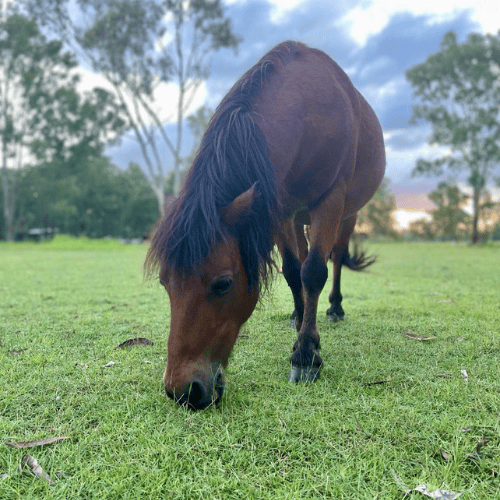 charlie bear a horse eating grass on 40-acre farm where you can hire venue in lockyer valley