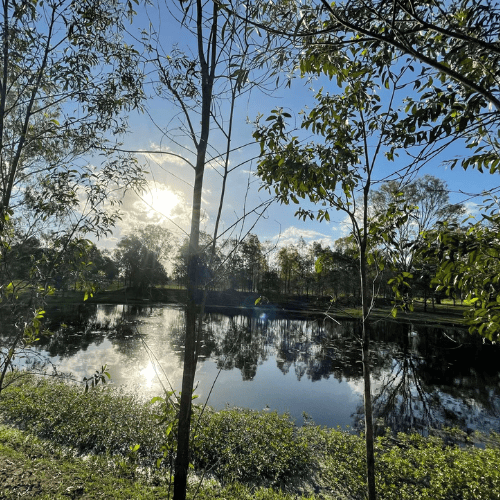 trees in foreground with dam in the background