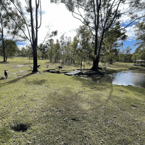 dogs playing in field next to dam at a farm stay in lockyer valley