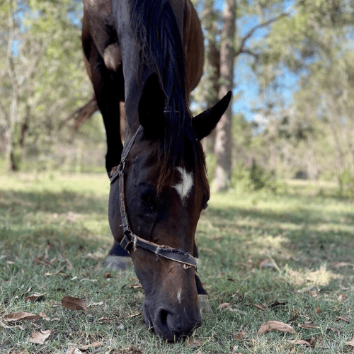Faith a 18 year old brown horse who is eating grass at farm in lockyer valley