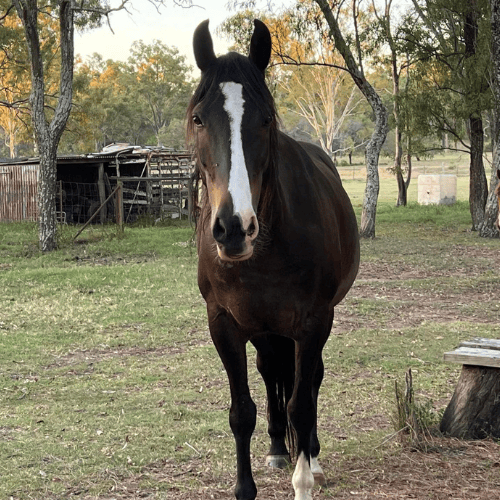Dark brown and white horse named goliath. leader of the herd at farm stay