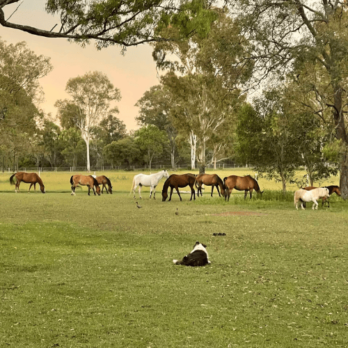 Dog laying in front of horses at farm stay in lockyer valley