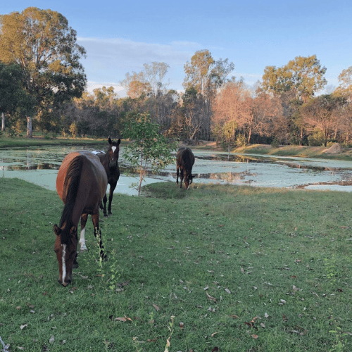 three horses grazing in field infront of dam