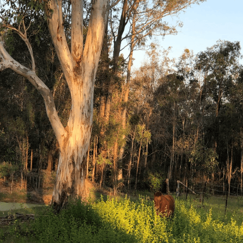 horse in lush field with large trees behind located at a farm near toowoomba