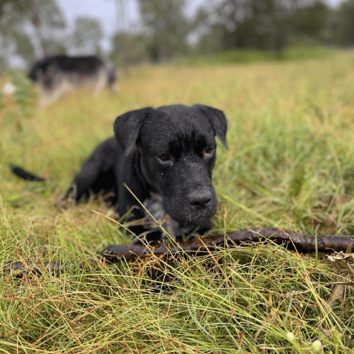 Jetson a black dog in grass with stick at 40-acre farm where you can host events in lockyer valley