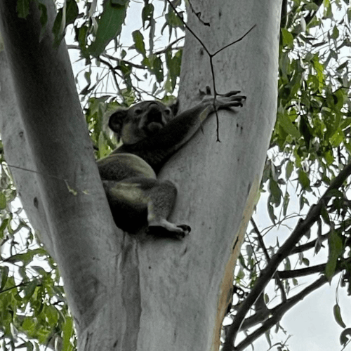 Kenny a koala in tree at content creation farmstay in lockyer valley