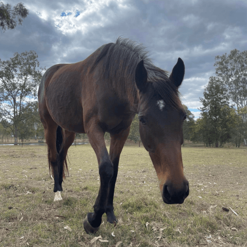 Kiko a brown horse standing in grassy field at farm in churchable
