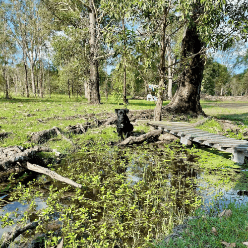 dog sitting in dam with green grass behind him at a farm in lockyer valley