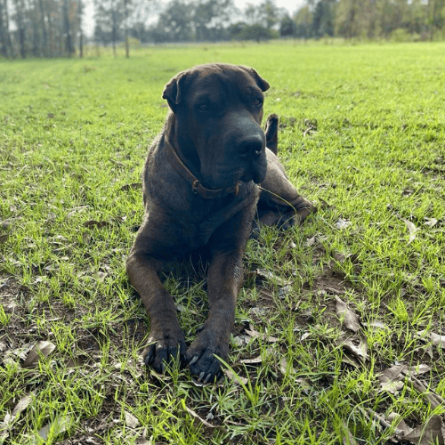 Farm stays near toowoomba's alert dog, molly, who is black and laying in grass