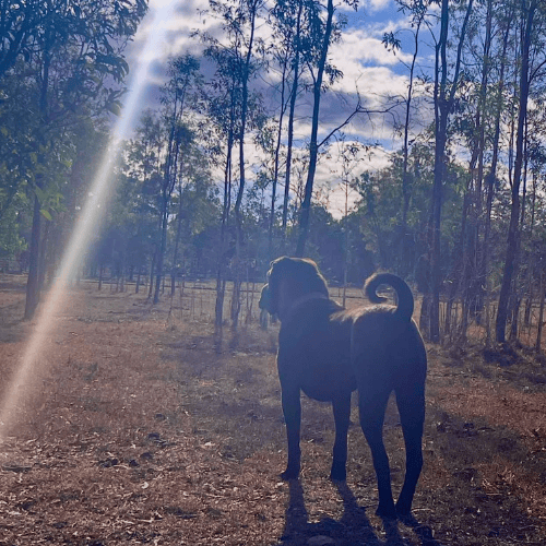 Molly a dog with curly tail amongst trees at farm stay content creator venue hire in churchable, lockyer valley