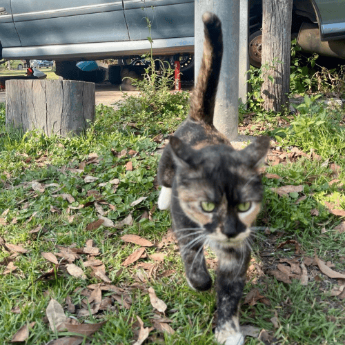 myrtyl multicoloured cat from a foster program at her home at content creator farm