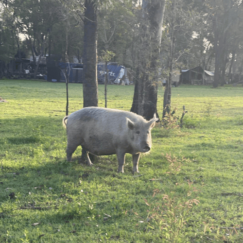 white pig, named piggly wiggly, in field at farm in churchable