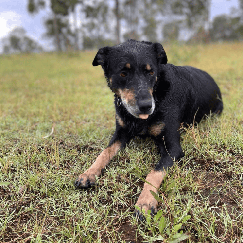 Stella a dog laying down in grass at our farm stay in lockyer valley