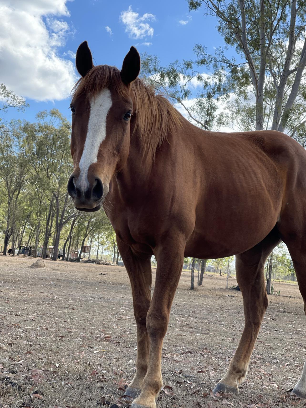Sunny-Boy a brown horse with white on his face standing in a field near trees at farm near toowoomba