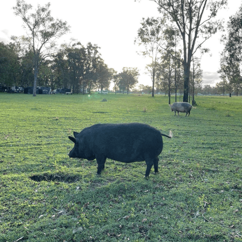Black pig, named tipsy, walking in field who you can feed at farm stay